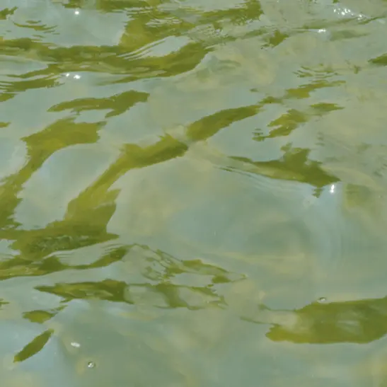 Esta turbia o verde el agua de tu piscina