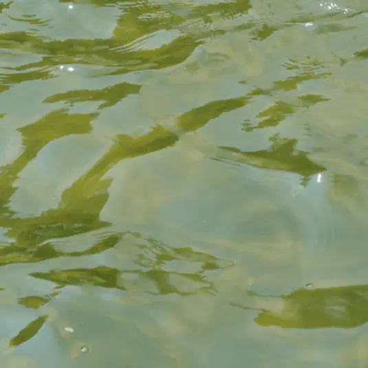 agua verde o turbia piscina