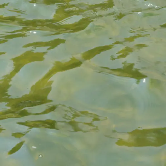 agua de piscina verde o turbia