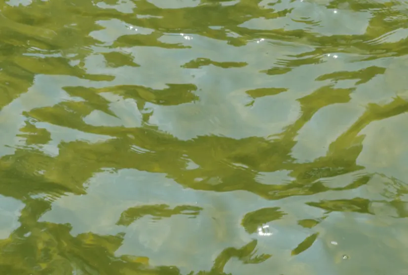 agua verde o turbia piscina